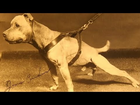 Battle Bred Koncepts and Lawton Beats