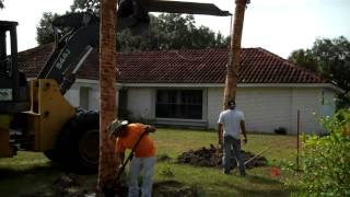 preview picture of video 'Planting Sabal Palms (Cabbage Palm)'