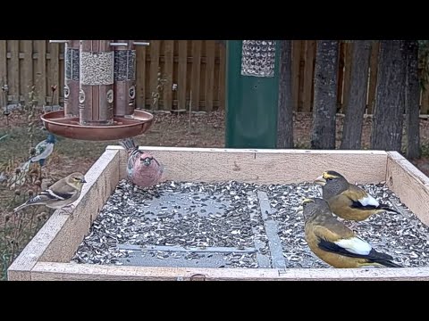 American Goldfinch Joins Pine And Evening Grosbeaks At The Ontario Feeders | Nov. 6, 2025