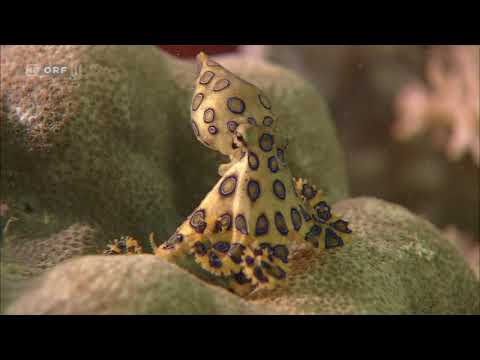 Natur.Wissen: Die letzten Paradiese: Im Reich der Sulusee