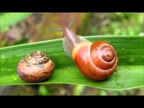 Trattamento di lyambliya e ascarids Lanalisi per definizione di parassiti