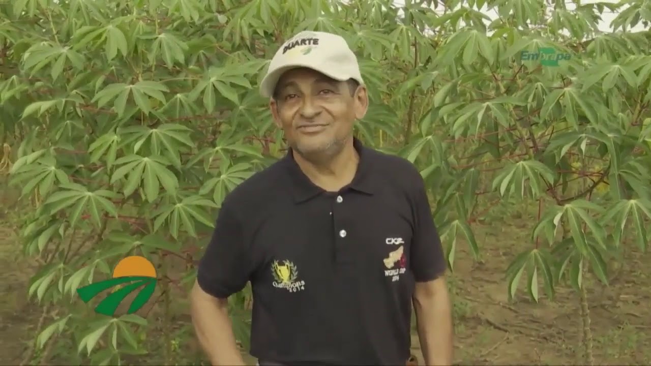 Agrotins 2020 - Trio da produtividade da Mandioca