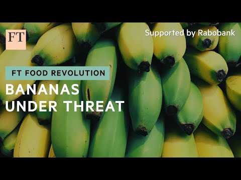 The blight that could decimate the world’s banana crop | FT Food Revolution