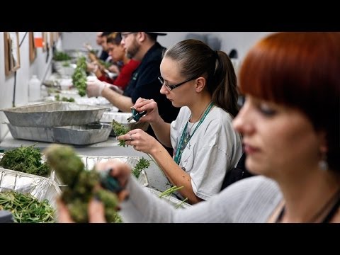 download lagu mp3 mp4 Cannabis Crowdfunding, download lagu Cannabis Crowdfunding gratis, unduh video klip Cannabis Crowdfunding