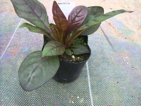 ペンステモンについて詳しく解説