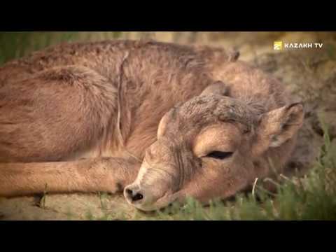 De Ulytau a Bektau-ata