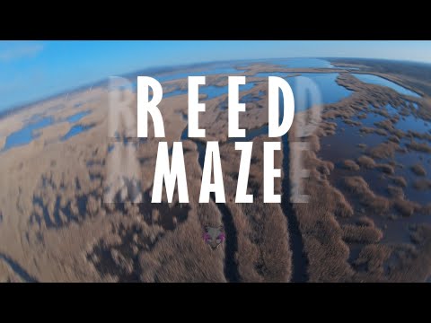 ReedMaze