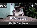 10 Minutes Of A Gray Tuxedo Cat Resting