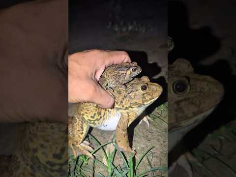 Catch Bullfrog and Toad funny fly to so LOL | Frog make you laugh | Animal for fun | Funny Frog