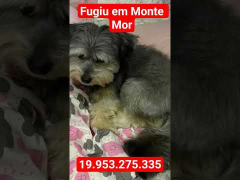 Esse pequeno fugiu em Monte Mor , São Clemente 19-953.275.335