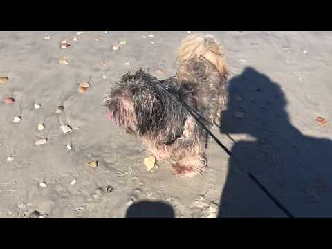 Sean, Mael and Mishka 🐶 on the beach