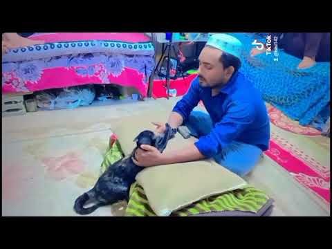 Watch Cat Learning Alif baa.....#funny #cat