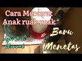 Cara Merawat Anak Burung Ruak Ruak Baru Menetas Dan Pakan Yang Baik