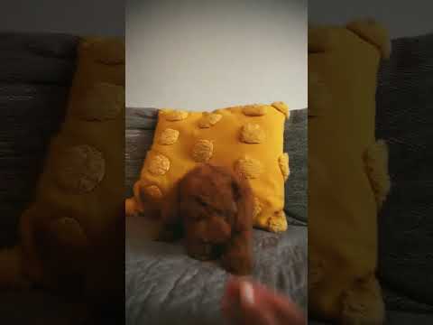 Toy Poodle puppy for sale