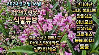 다시 입고된 긴기아난과 그외 봄을 알리는 꽃들 입고 되었습니다. 시청 하시면서 아이쇼핑 하세요~~~  #양재…