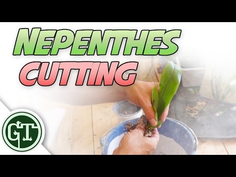 , title : 'Nepenthes Cuttings | Nepenthes Pitcher Plant Care'