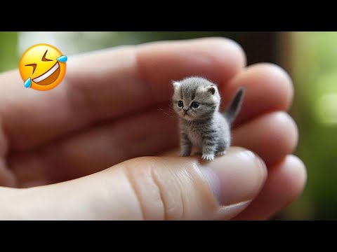 Los Videos de Perros y Gatos Más Divertidos 🤣😻 Parte 517