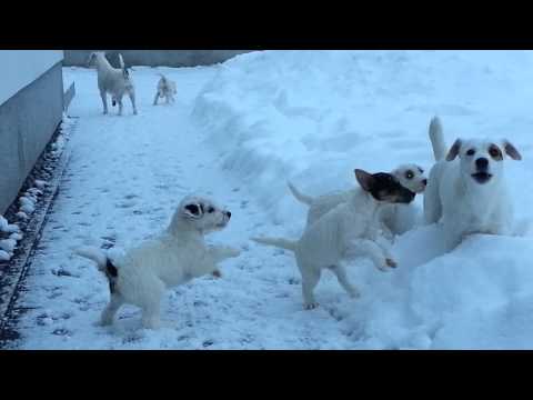 Tako se pa kužki učijo lajati...;-)