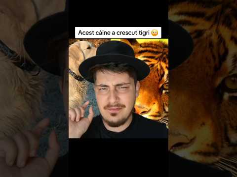 Acest câine a salvat o haită de tigri 😳