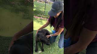Video preview image #1 Labrador Retriever Puppy For Sale in Pasadena, CA, USA