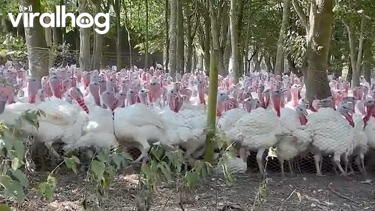 Talking Turkey With the Turkeys || ViralHog