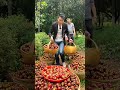 Beautiful Mangosteen Frut Harvest Satisfying Short