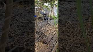 Download lagu #shots sukses ternak dan budidaya burung mandar biru sudah mulai bertelur mp3 Download lagu #shots sukses ternak dan budidaya burung mandar biru sudah mulai bertelur mp3