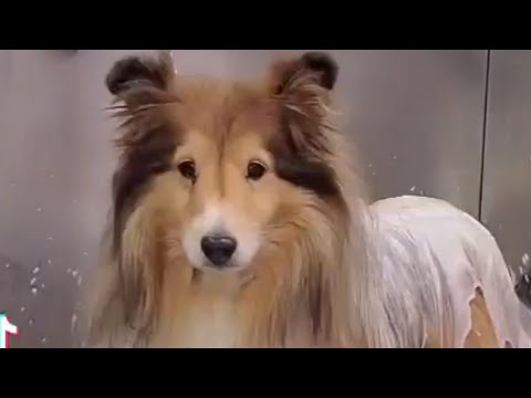 Adorable Sheltie | Senior Shetland Sheepdog