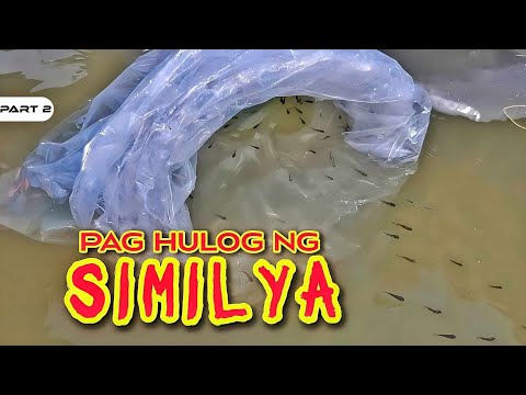P2-Paghulog ng Similya ng Isda sa Palaisdaan - EP1100