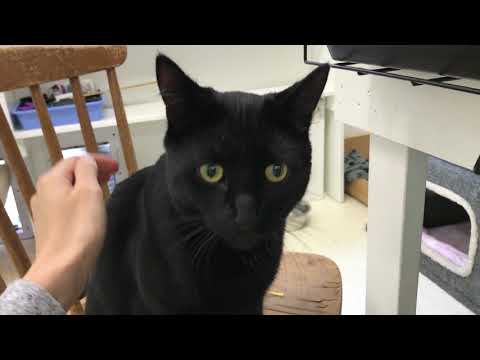 Hawkeye, an adopted Domestic Short Hair in Maple Ridge, BC_image-1