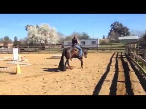 FOR SALE 2010 AQHA Gelding ZIPPOS FINAL NOTICE