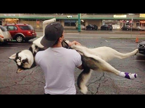 Huskies are the Queens of All Drama! 🤣 Funny Animals Videos 2024