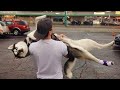 Huskies Are The Queens Of All Drama Funny Animals Videos 2024
