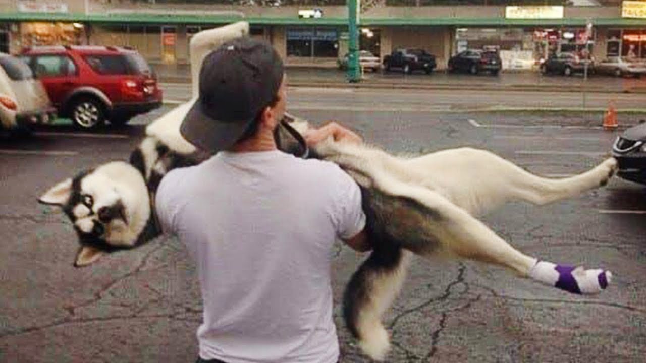 Huskies are the Queens of All Drama! 🤣 Funny Animals Videos 2024