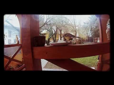 Stajnia w sadzie gości sikorki :)