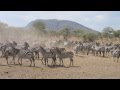 Zebra Bark Is A Weird Sound