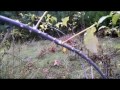 Weird Purple Raspberry Bush