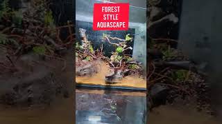 Forest Style Aquascape #planted aquarium
