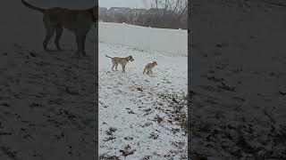 Video preview image #1 Golden Pyrenees Puppy For Sale in Brooklyn Center, MN, USA