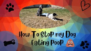 My dog eats poop! 💩 How can I stop it?!