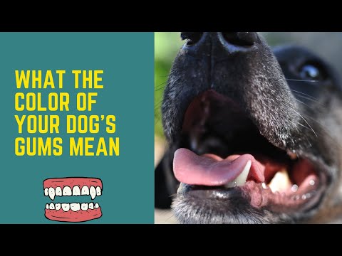 What the Color of Your Dog's Gums  Mean