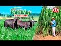 100 kg de Semente MG 12 Paredão incrustada