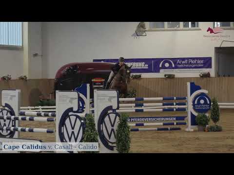 Cape Calidus v. Casall x Calido I x Landgraf I