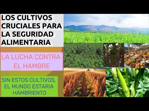 Los Cultivos que Garantizan  la seguridad Alimentaria del mundo.