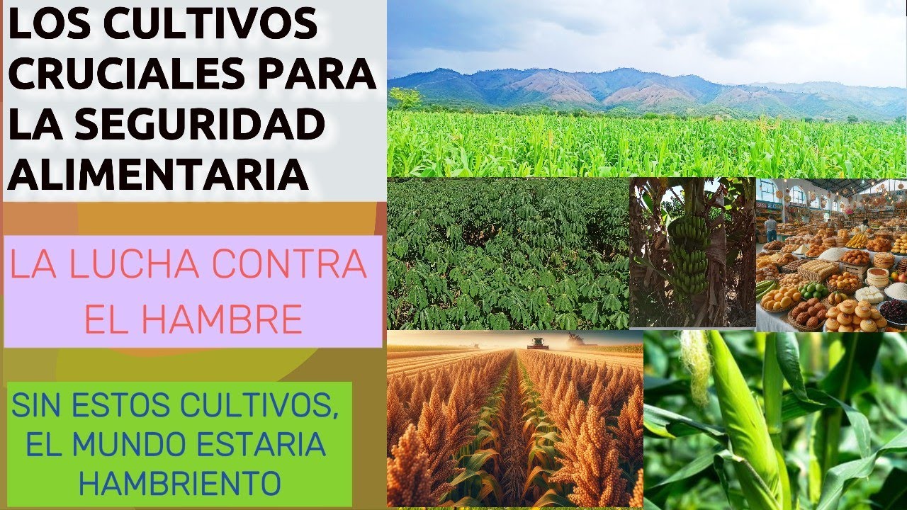 Los Cultivos que Garantizan  la seguridad Alimentaria del mundo.
