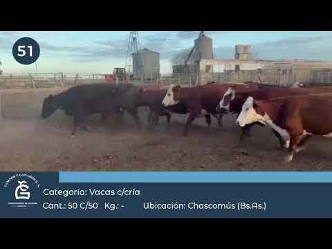 Lote VC C/ Cría - Bto Juárez Bs AS