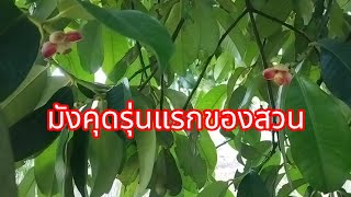 ติดตามสถานการณ์มังคุดรุ่นแรกของสวน