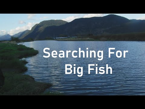 Searching For Big Fish