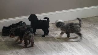 Mini Poodle Puppies For Sale