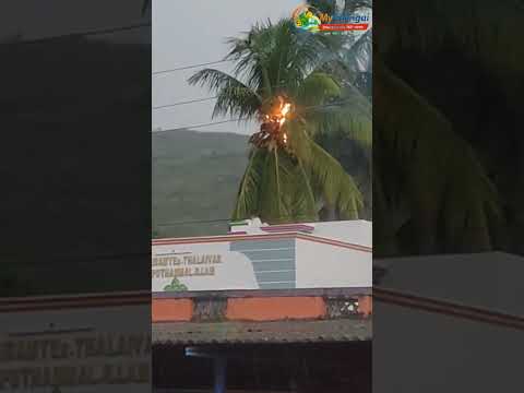 தீப்பற்றி எரிந்த தென்னை மரம் - அலறிய கிராம மக்கள் #chengalpattu #localnews #trending #mychengai